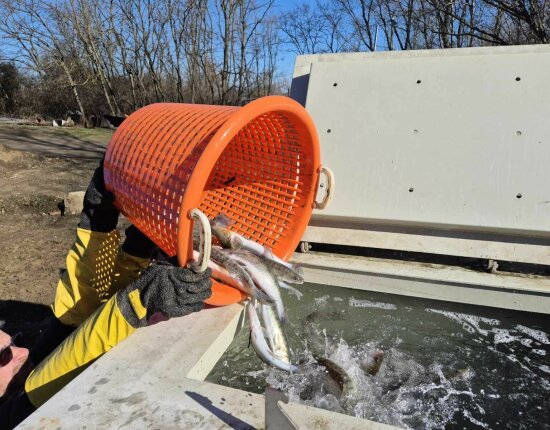 305 kg növendék süllő telepítésével startolt az idei szezon - 2026.02.26.