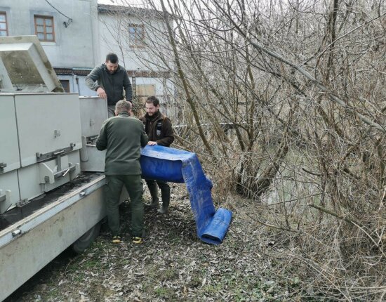 1000 kg of bream were planted in the entire Pinka section - 21.02.2024